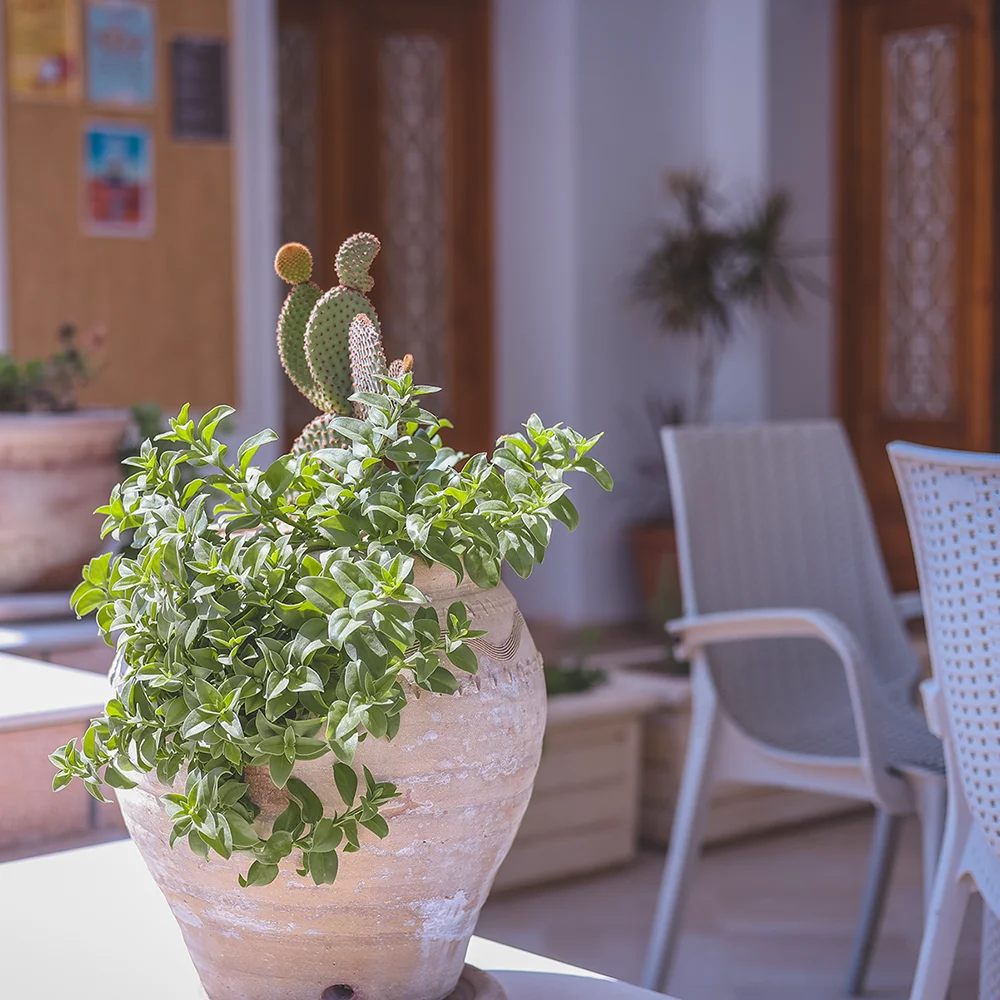 ase en terre cuite avec une plante verte et un cactus, placé dans une véranda d'un espace de coworking.